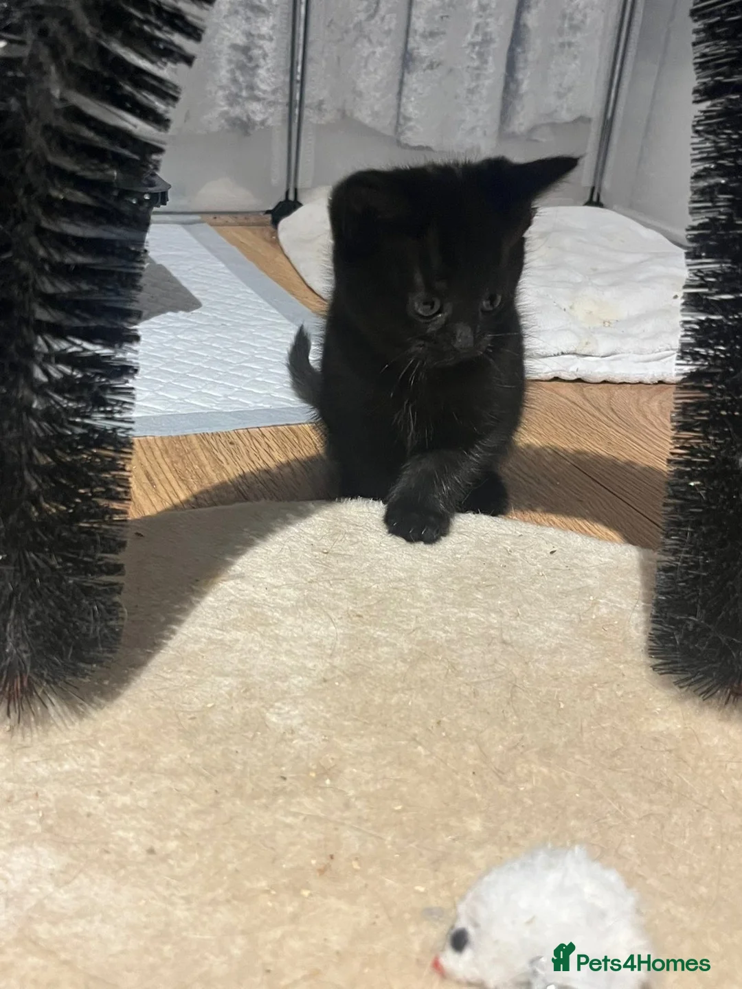 Mixed Breed cats for sale: Part ragdol kittens READY TO LEAVE  - Advert 2