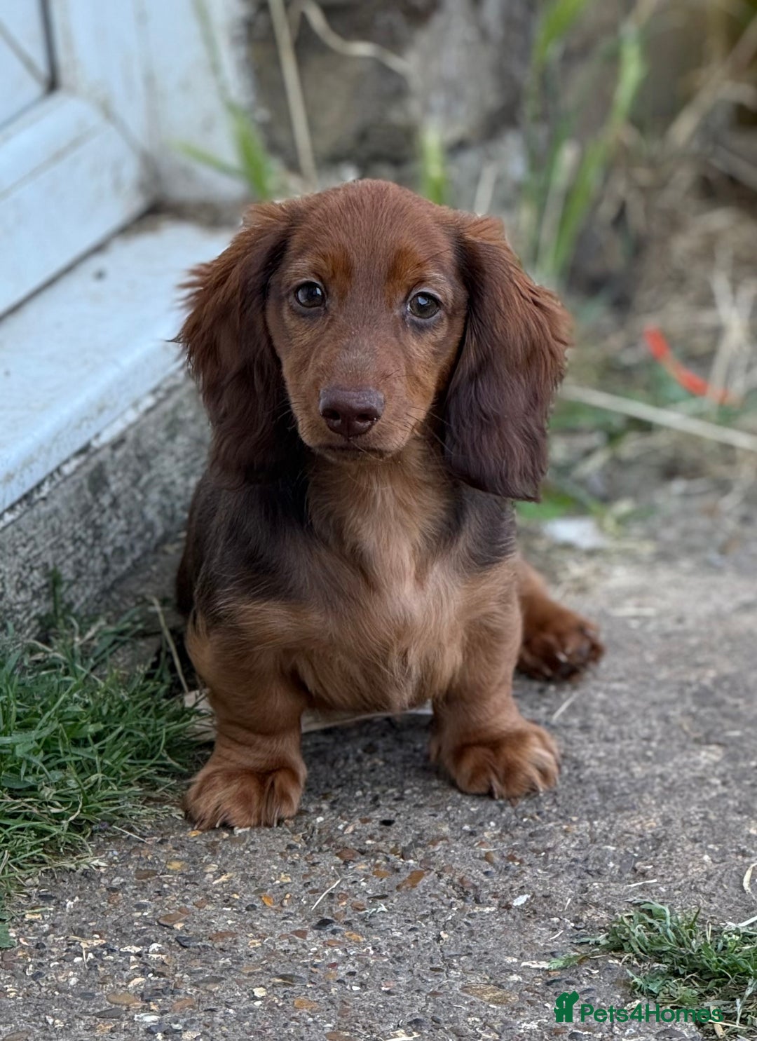 Miniature Dachshund dogs for sale: Longhaired miniature Chocolate & Tan male puppy  - Image 1