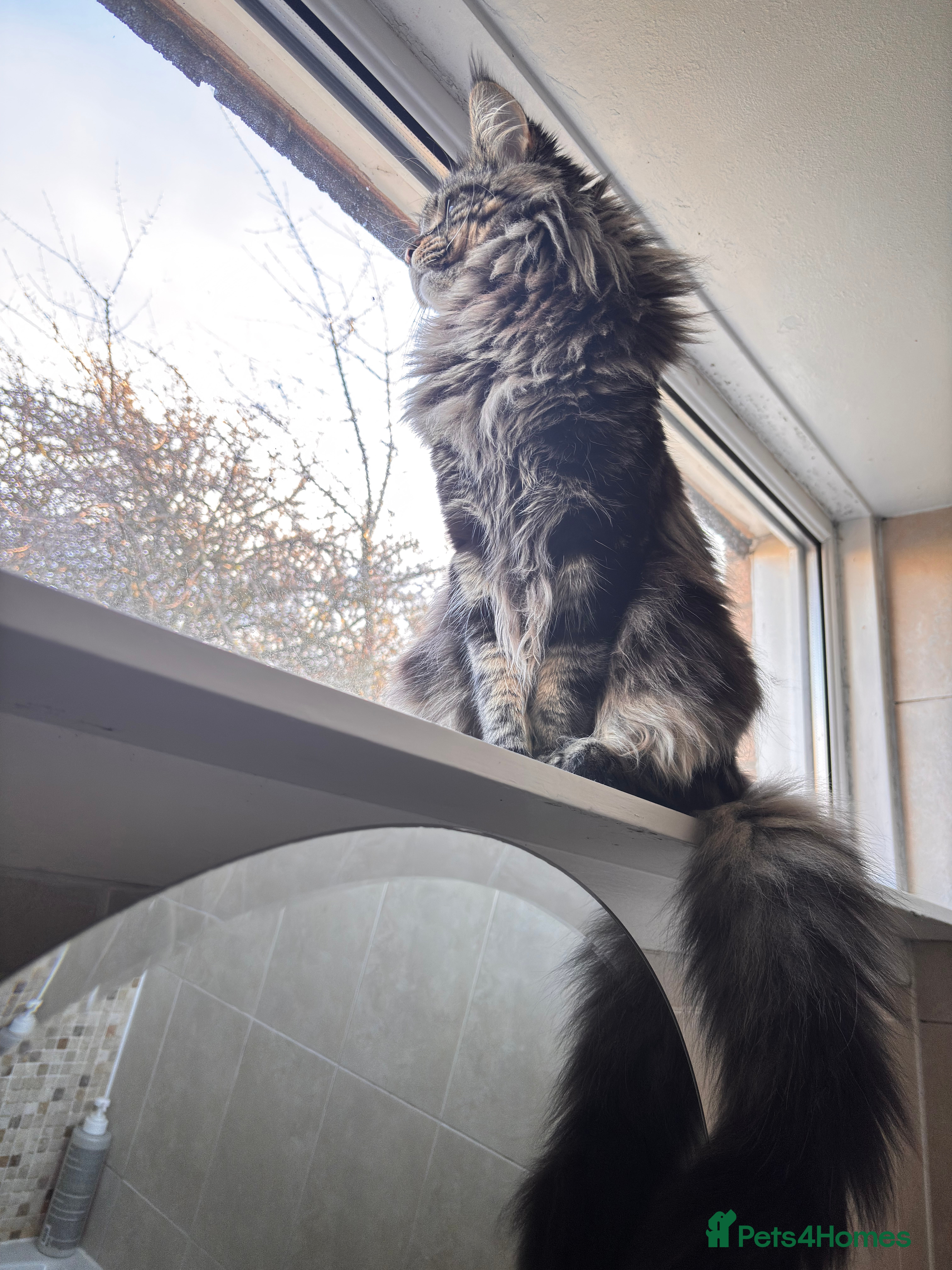 Maine Coon cats  Mainecoon For Stud - Advert 4