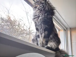 Maine Coon cats Mainecoon For Stud - Advert 4