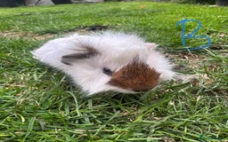 Guinea Pig rodents for sale: Female and male guinea pigs for sale  - Image 2