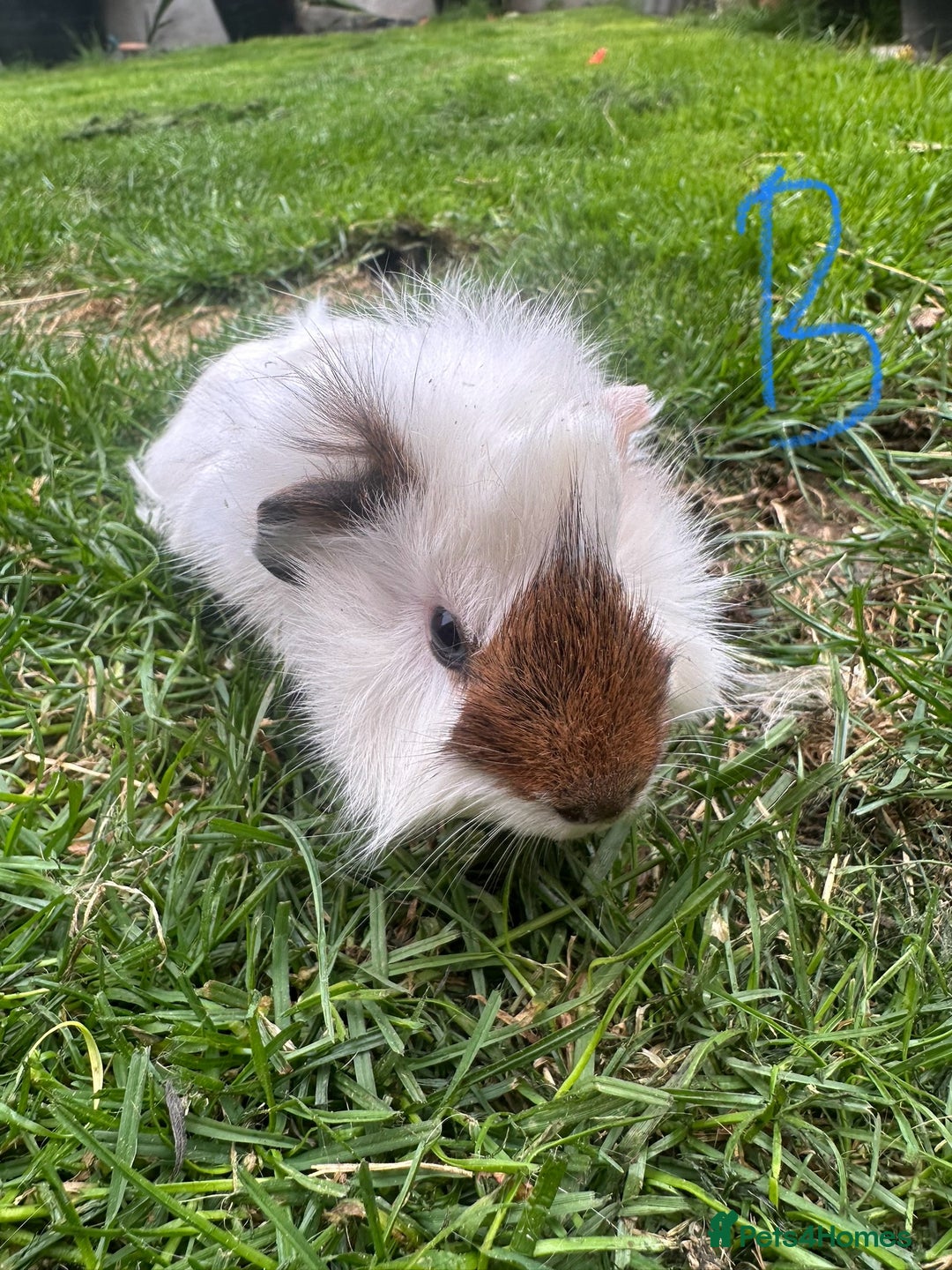 Guinea Pig rodents for sale: Female and male guinea pigs for sale  - Image 2
