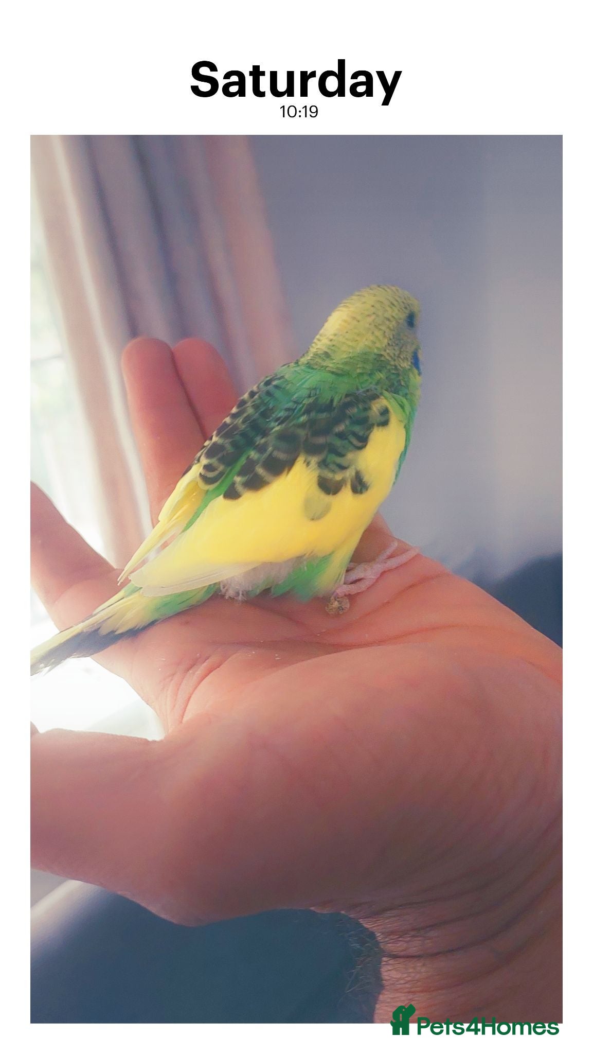 Budgerigars birds Hand reared super tame  budgie  - Advert 11