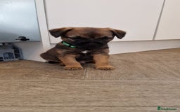 Border Terrier dogs for sale: DNA Health Tested Border Terrier pups (Boys) - Image 14
