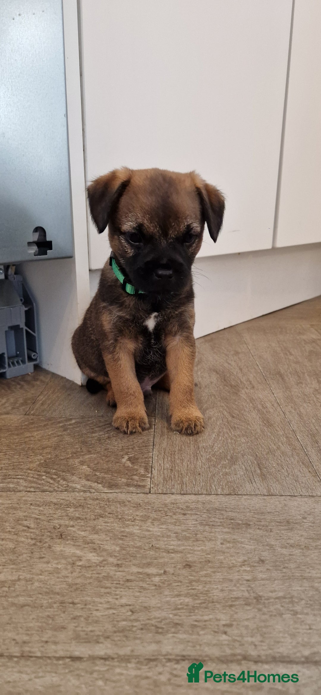 Border Terrier dogs for sale: DNA Health Tested Border Terrier pups (Boys) - Image 14
