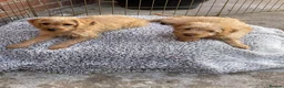 Mixed Breed dogs for sale: Our beautiful litter of Double Doodle puppies —  - Advert 14