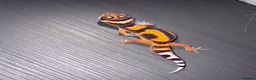 Leopard Gecko reptiles for sale: Tangerine Leopard Geckos  in Rochester - Advert 6