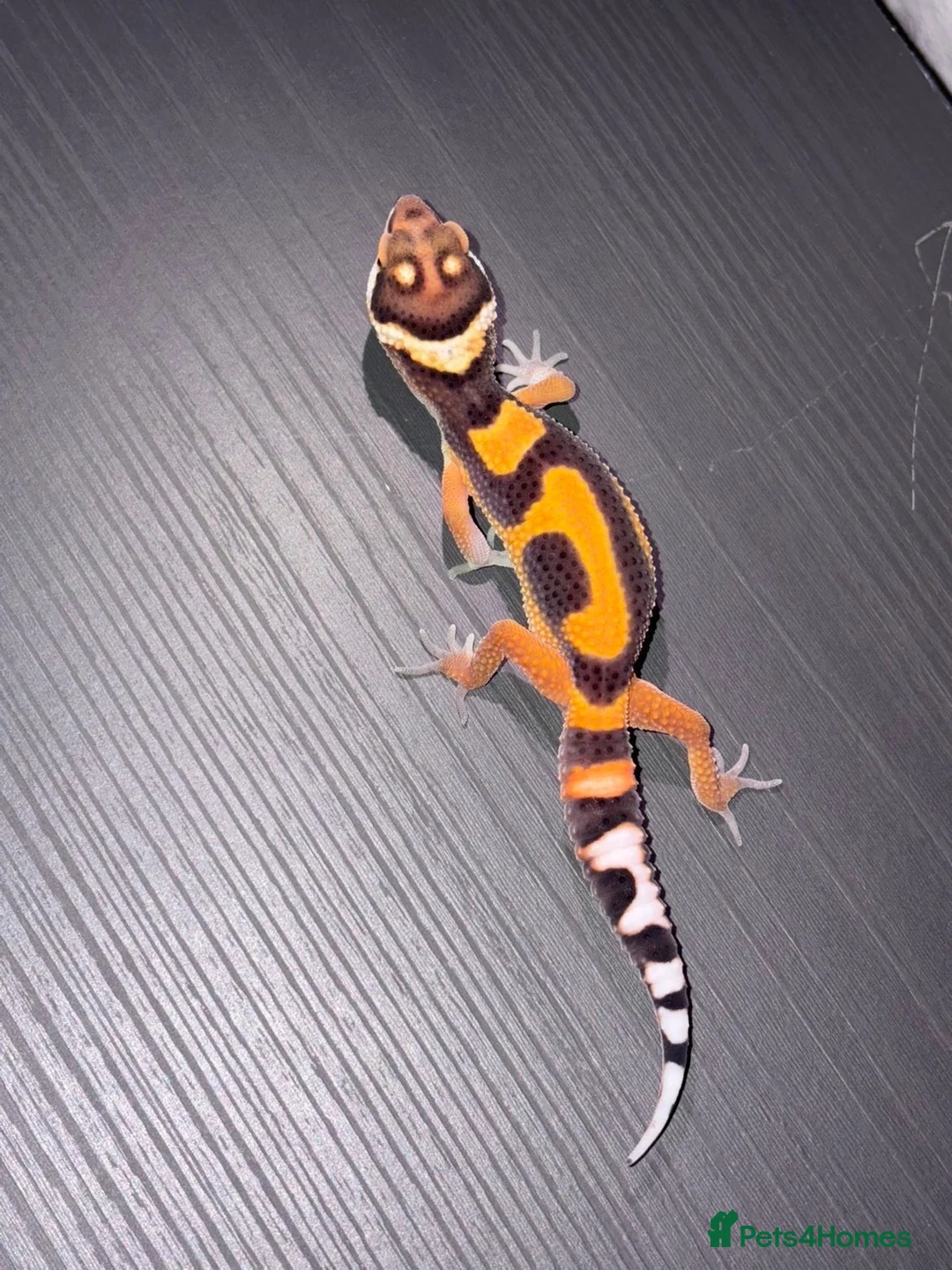 Leopard Gecko reptiles for sale: Tangerine Leopard Geckos  in Rochester - Advert 6