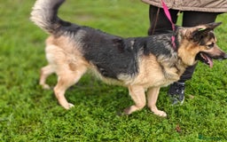 Mixed Breed dogs for adoption: 💖🐶 SIMA 🐶💖 - Image 5