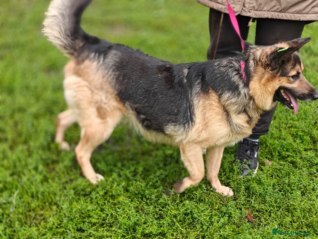 Mixed Breed dogs for adoption: 💖🐶 SIMA 🐶💖 - Image 5