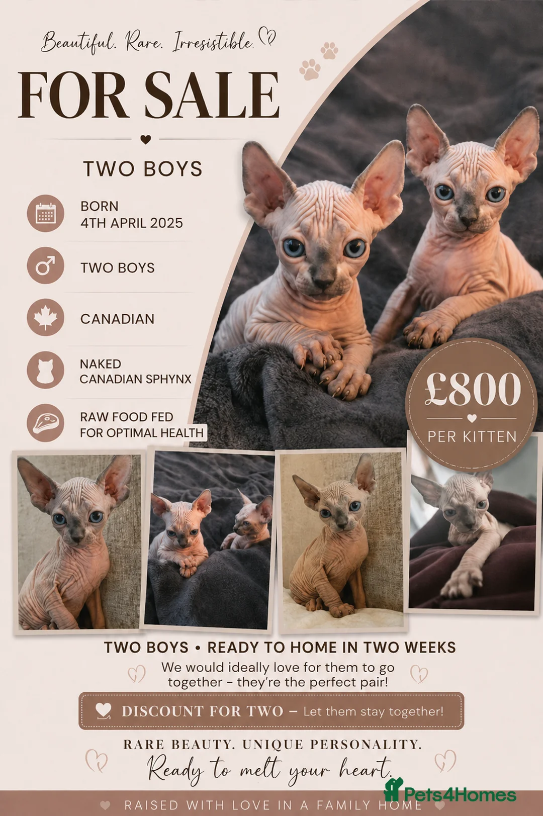 Sphynx cats for sale: Boy sphynx x 2 in Crawley - Advert 1
