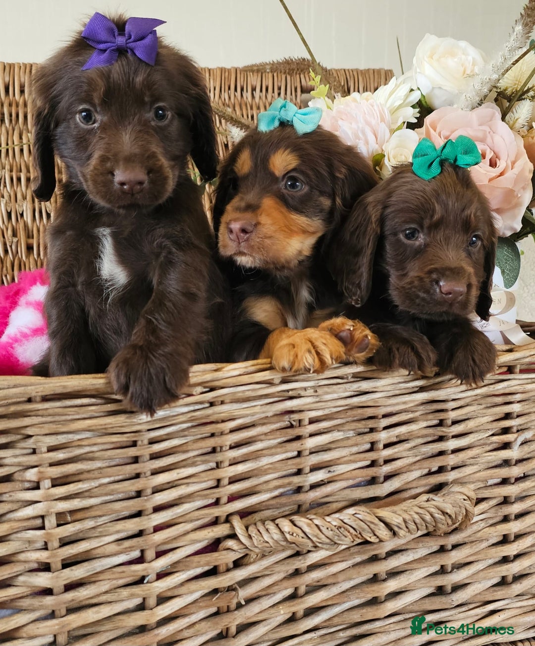 Cocker Spaniel dogs for sale: Ready this Thursday vet checked  - Image 13
