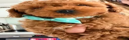 Toy Poodle dogs for sale: Asian Toy Poodle  - Advert 6