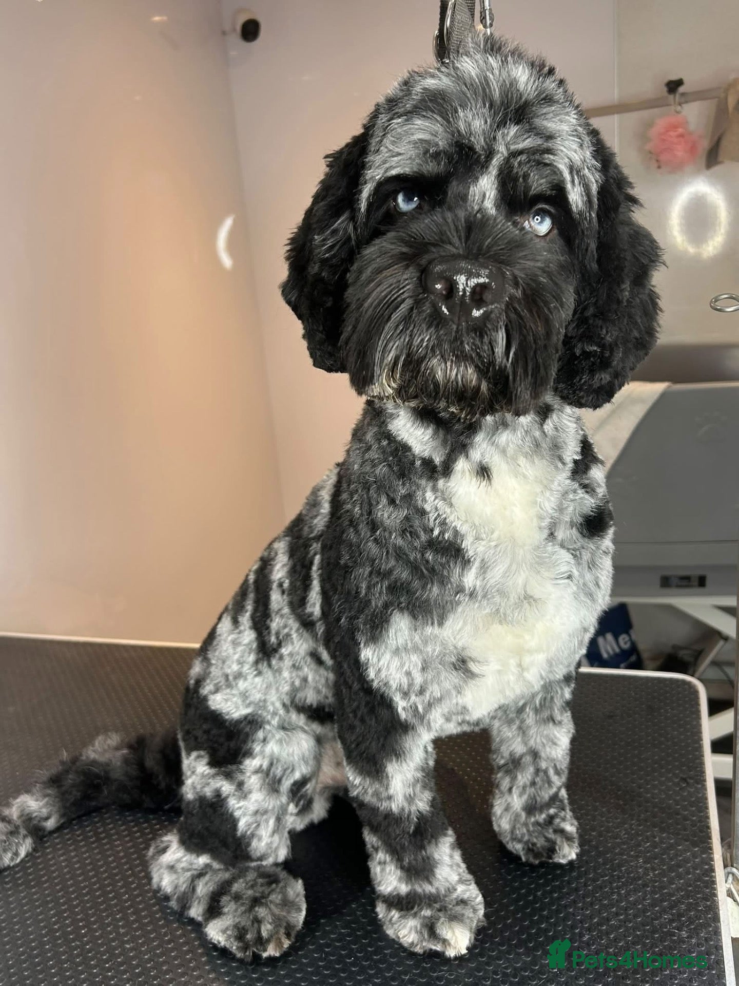 Cockapoo dogs for stud: Exceptional F1 Merle Cockapoo Stud 💙 - Advert 1