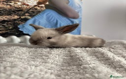 Mini Lop rabbits for sale: Mini lop bunnies  - Advert 2