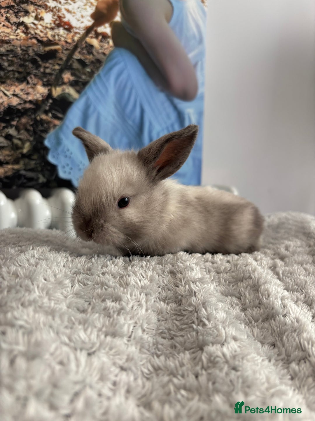 Mini Lop rabbits for sale: Mini lop bunnies  - Advert 2