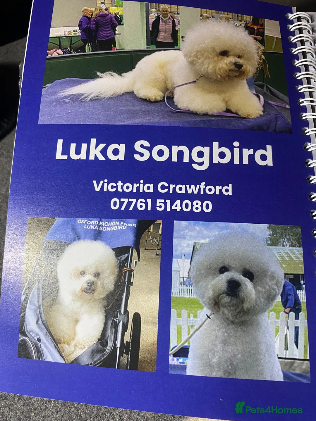 Bichon Frise dogs for stud: Luka Songbird Dog  in Oxford - Advert 1