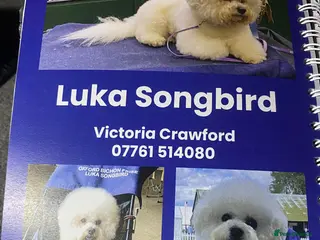 Bichon Frise dogs Luka Songbird Dog - Advert 3