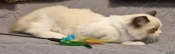 Ragdoll cats for sale: 7 Ragdoll kittens for sale - Advert 5