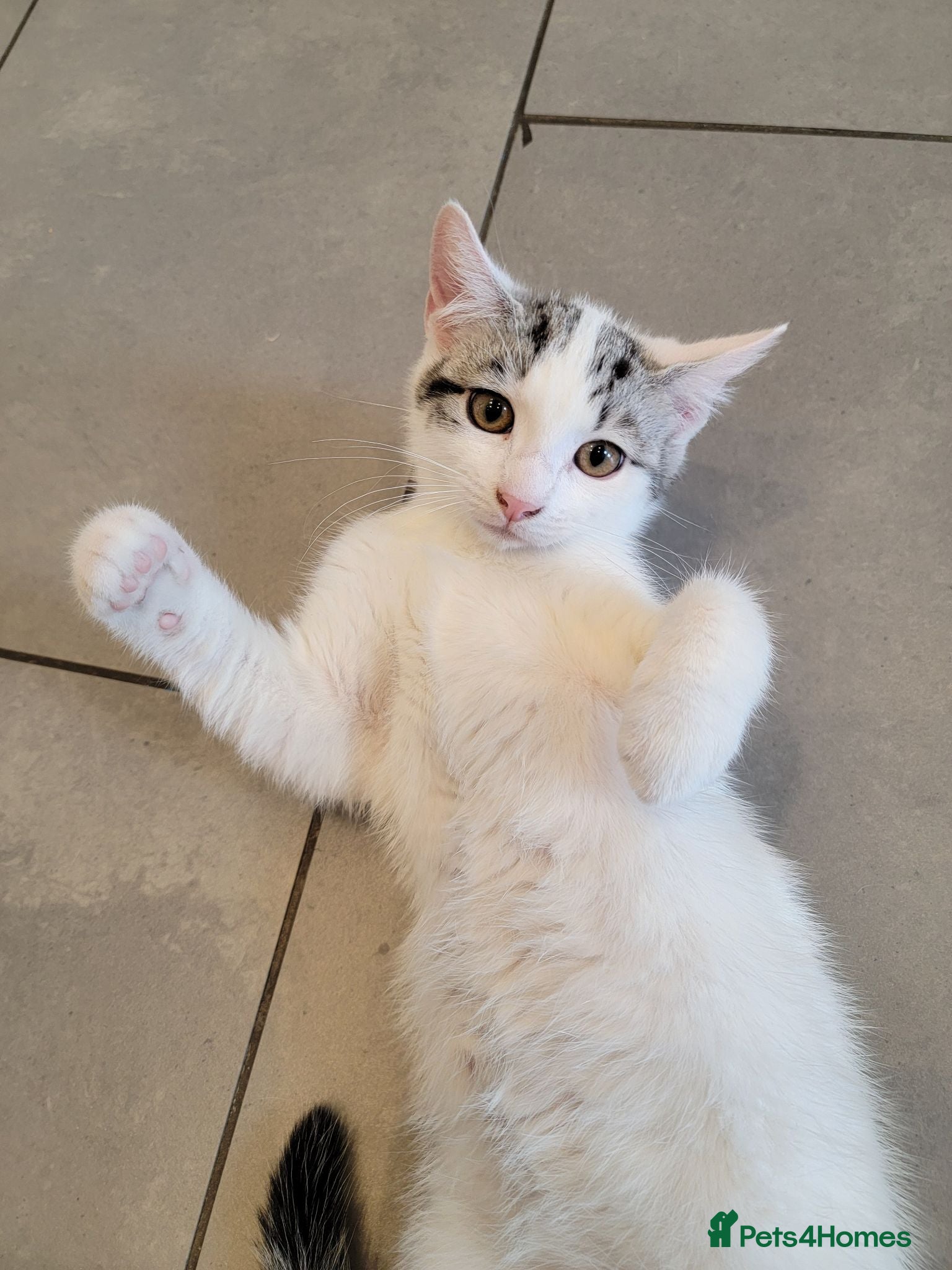 Mixed Breed cats 2 kittens left who need a new home! - Advert 1
