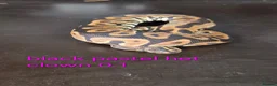 Python Snake reptiles for sale: Mixed juvinile royals - Advert 27