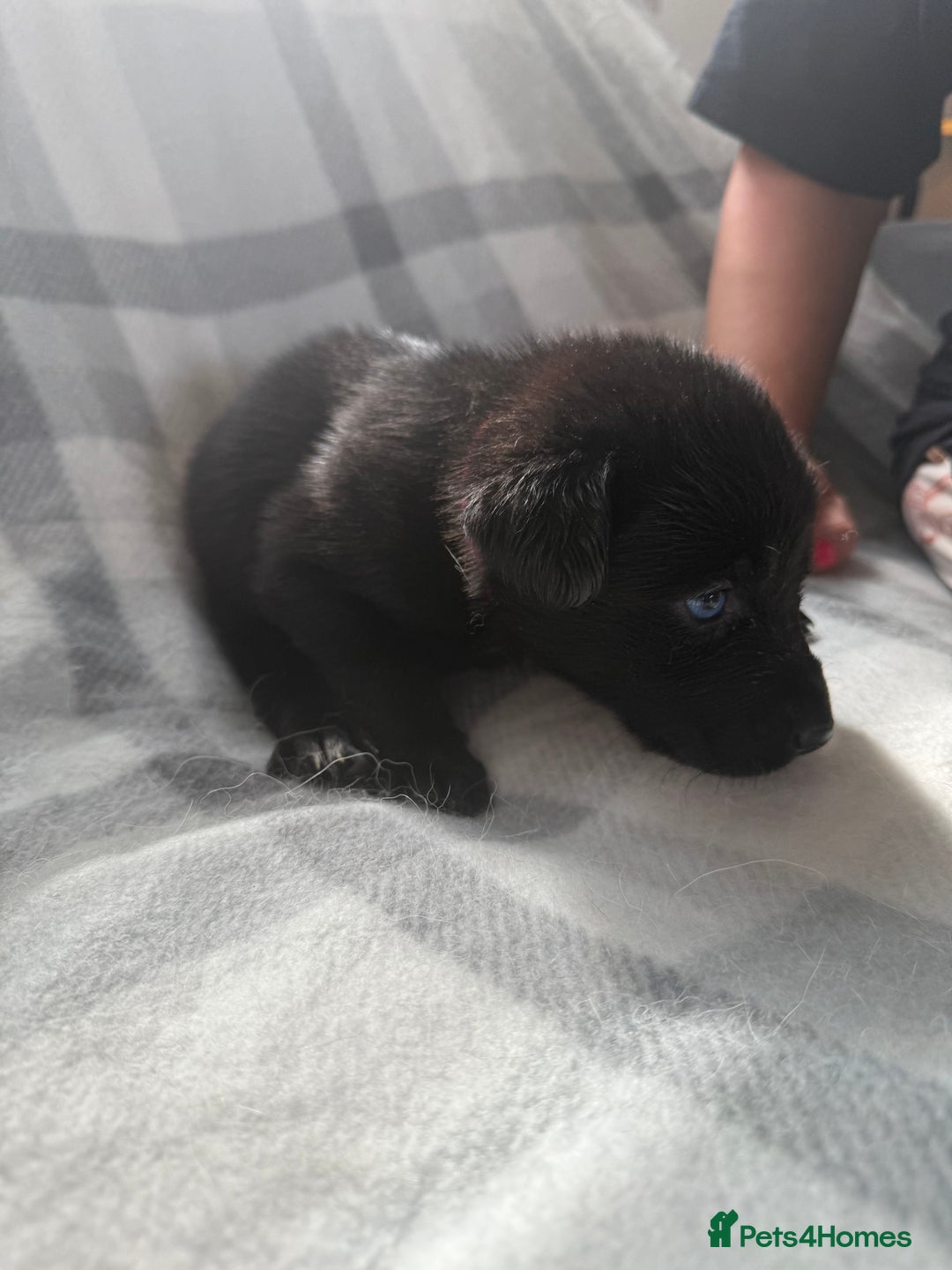 Mixed Breed dogs for sale: 10 RARE hybrid huskypoo’s!!! - Image 22