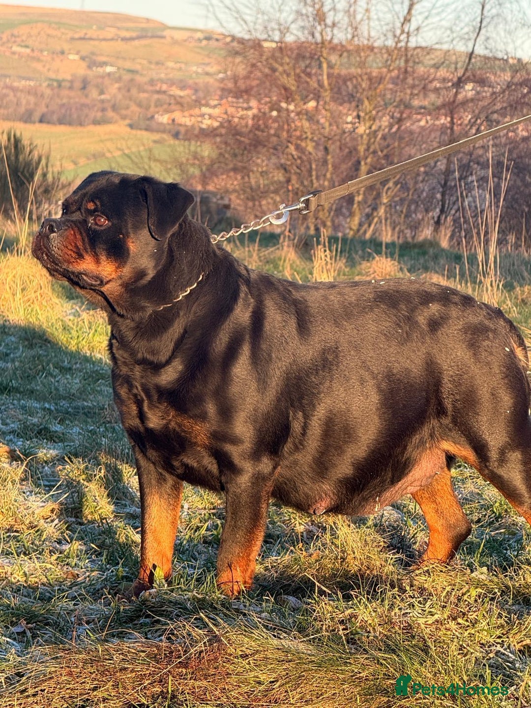 Rottweiler dogs for sale: Top Quality KC Reg Rottweiler Puppies for sale - Advert 16