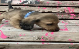 Miniature Dachshund dogs for sale: Stunning true to type KC Reg Miniature LH babies - Image 8