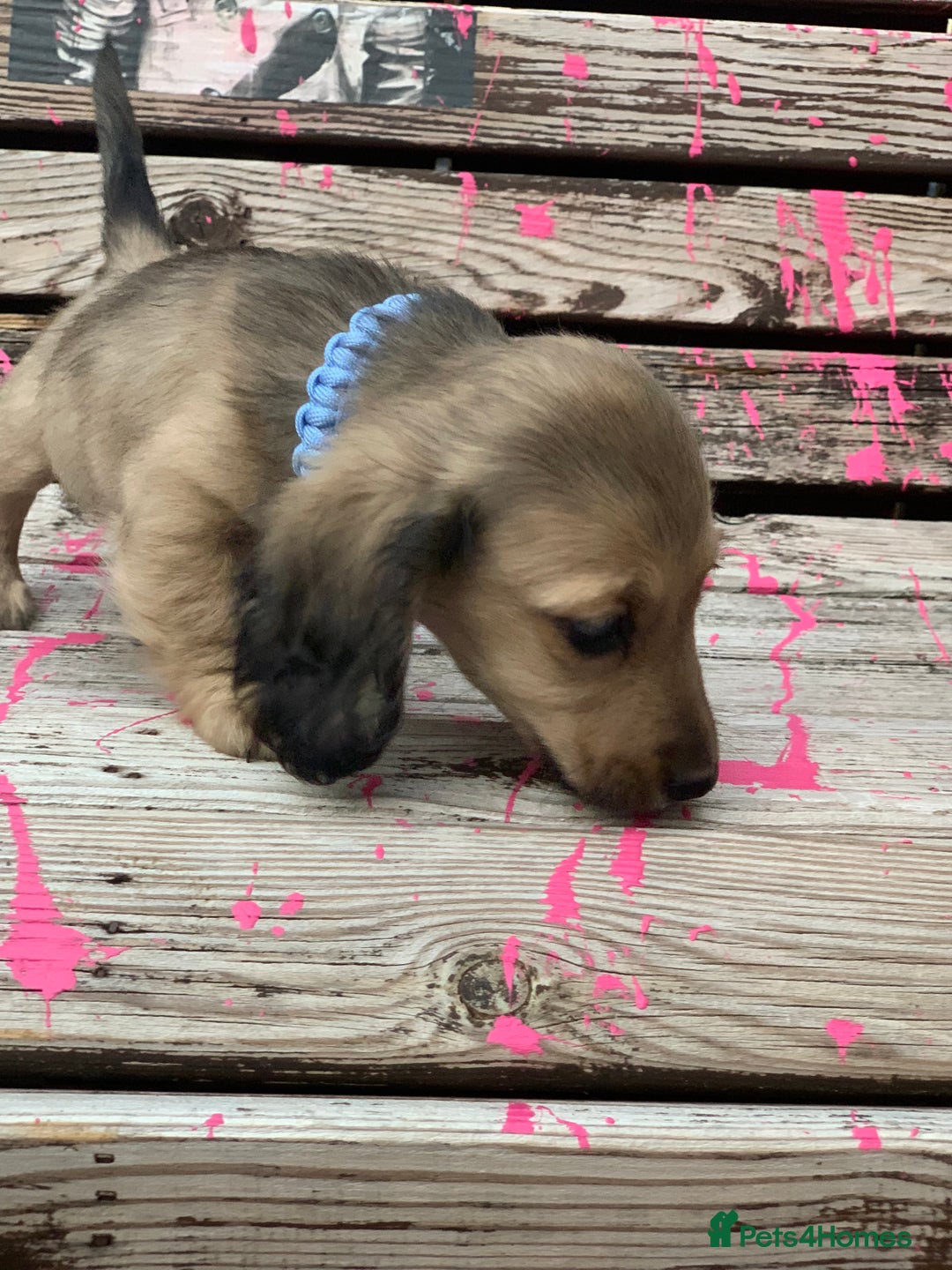 Miniature Dachshund dogs for sale: Stunning true to type KC Reg Miniature LH babies - Image 8