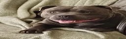 Staffordshire Bull Terrier dogs for stud: Stunning staffy for stud. Fully kc handsome lad - Advert 4