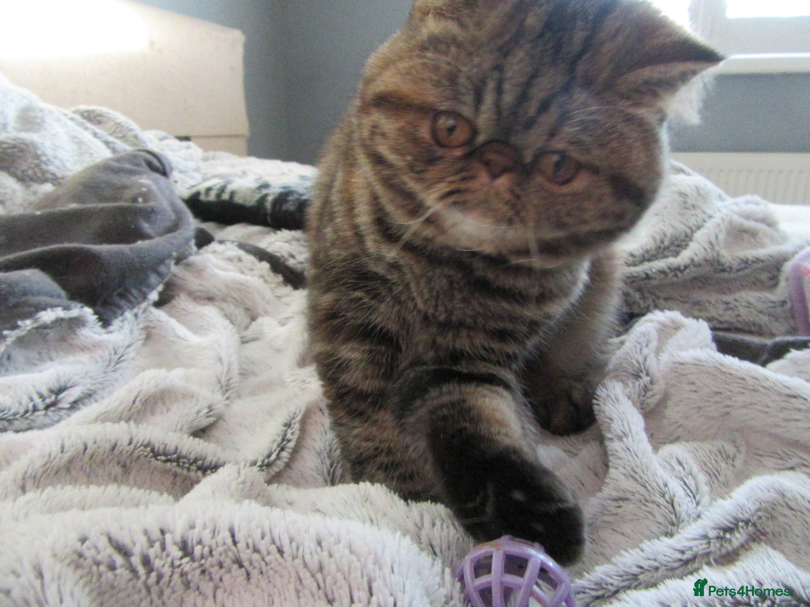 Exotic cats for sale: Beautiful Exotic female kittens Ready Now - Advert 1