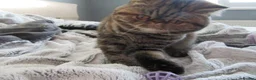 Exotic cats for sale: Beautiful Exotic female kittens Ready Now - Advert 1