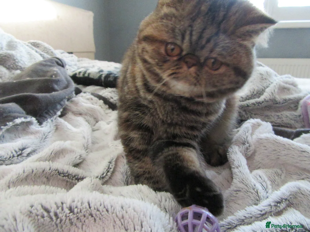 Exotic cats for sale: Beautiful Exotic female kittens Ready Now - Advert 1