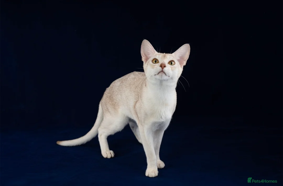 Abyssinian cats for stud: 🏆🏵️🏵️🏵️🥇Exceptional Abyssinian Stud - Advert 2