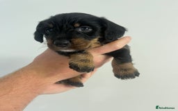 Mixed Breed dogs for sale: 8 beautiful dashaund X Jack Russel puppies  - Image 7