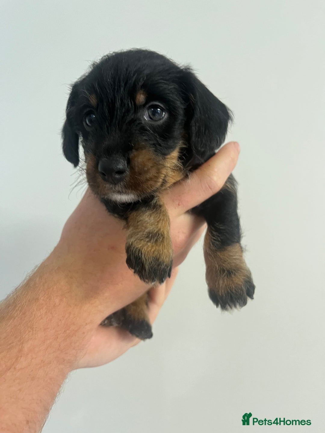 Mixed Breed dogs for sale: 8 beautiful dashaund X Jack Russel puppies  - Image 7