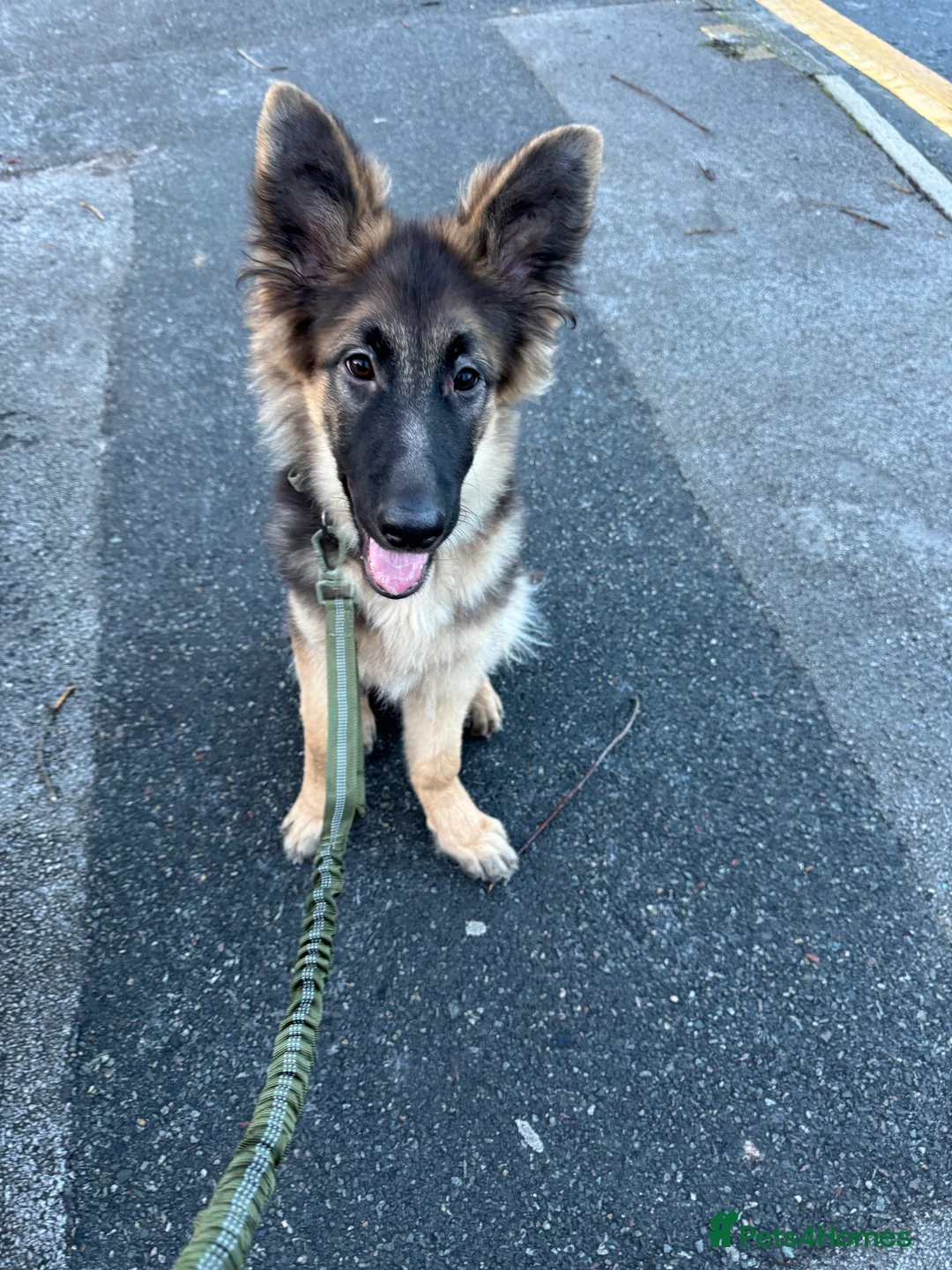 German Shepherd dogs for sale: 7 Month Old German Shepherd Male - Advert 2