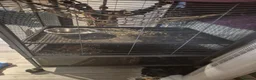 Rat rodents for sale: 2 female rats for sale - Advert 7
