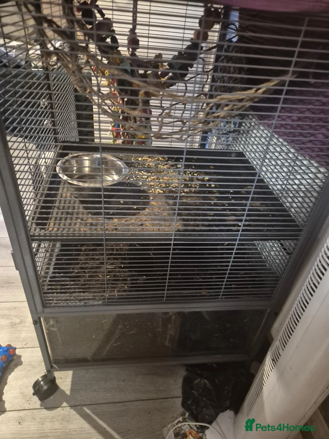 Rat rodents for sale: 2 female rats for sale - Advert 7
