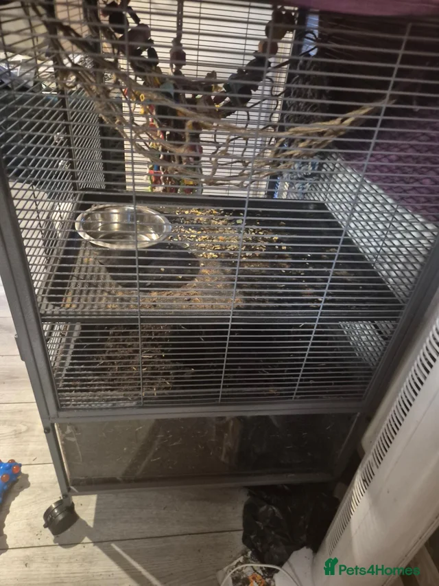 2 female rats for sale for sale in Bodmin | Pets4Homes