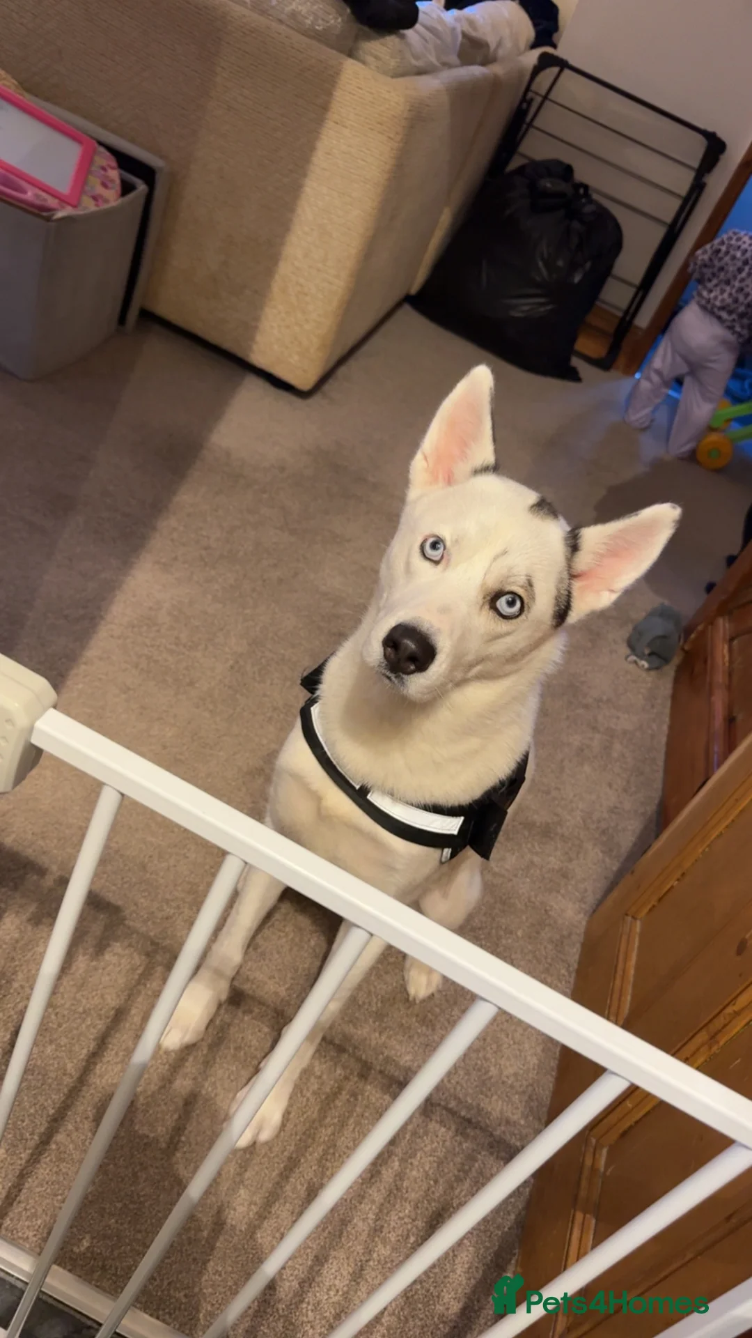 Siberian Husky dogs for sale: 1 year old Siberian husky - Advert 2