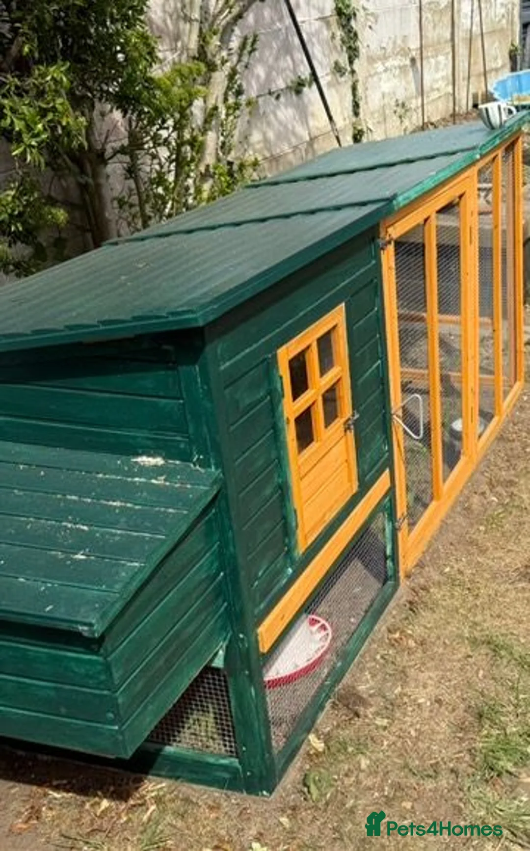 Chickens poultry for sale: 3 Hens – Sussex, Brown Ranger & Cuckoo Marans in New Malden - Advert 12
