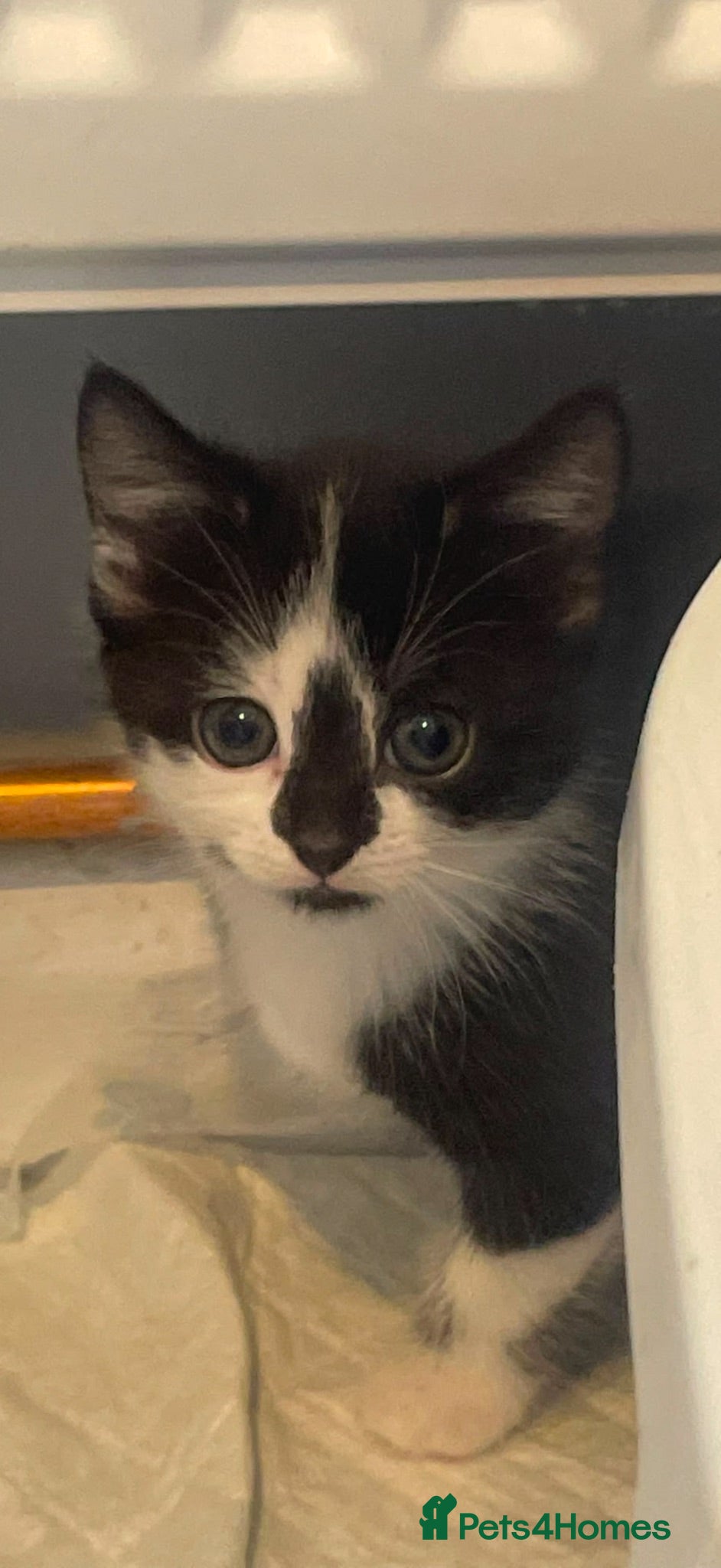 Mixed Breed cats Beautiful kittens ready to leave  - Advert 4