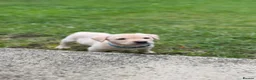 Labrador Retriever dogs for sale: Beautiful yellow Labrador Puppy - Oscar 💙 - Advert 9