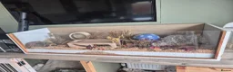 Hamster rodents for sale: Russian Dwarf Hamster - Advert 2