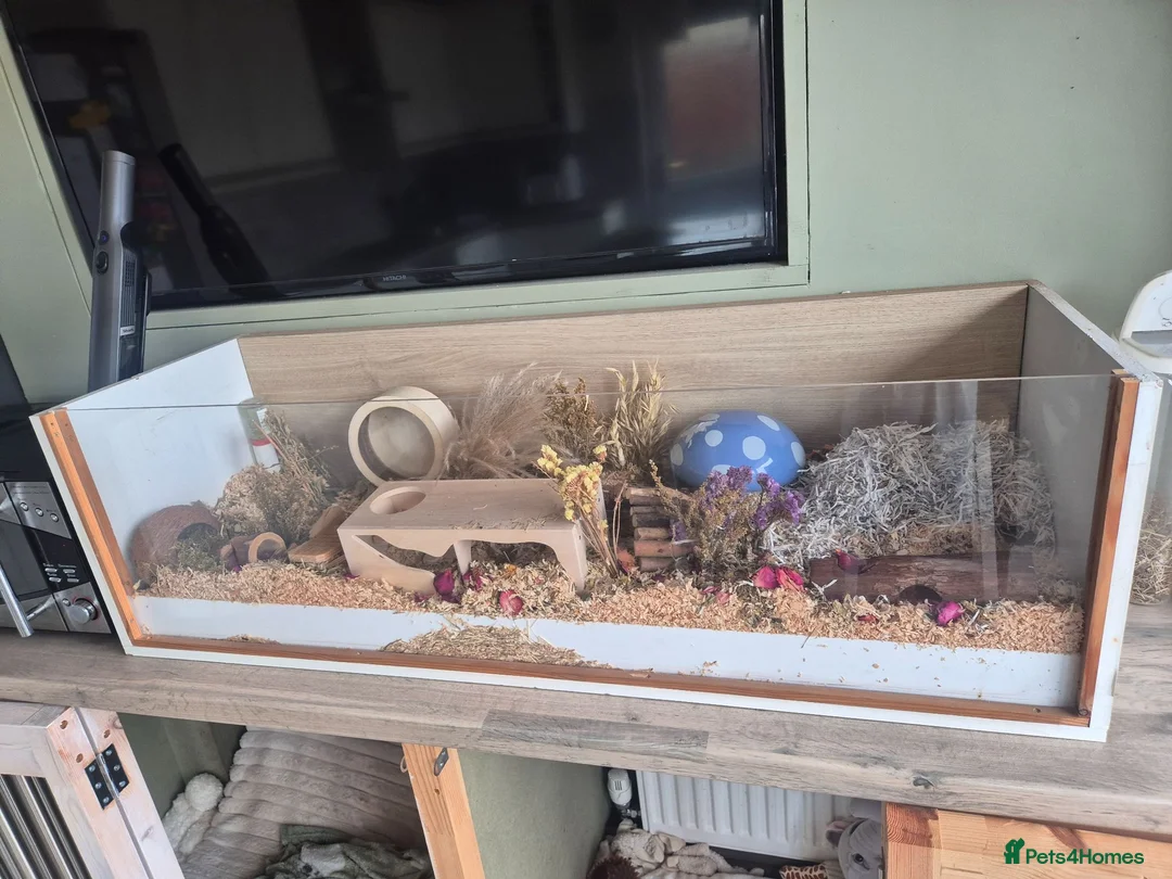 Hamster rodents for sale: Russian Dwarf Hamster - Advert 2