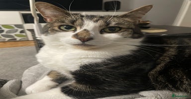 British Shorthair cats in Bromley - Advert 14