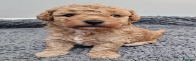 Poochon 1