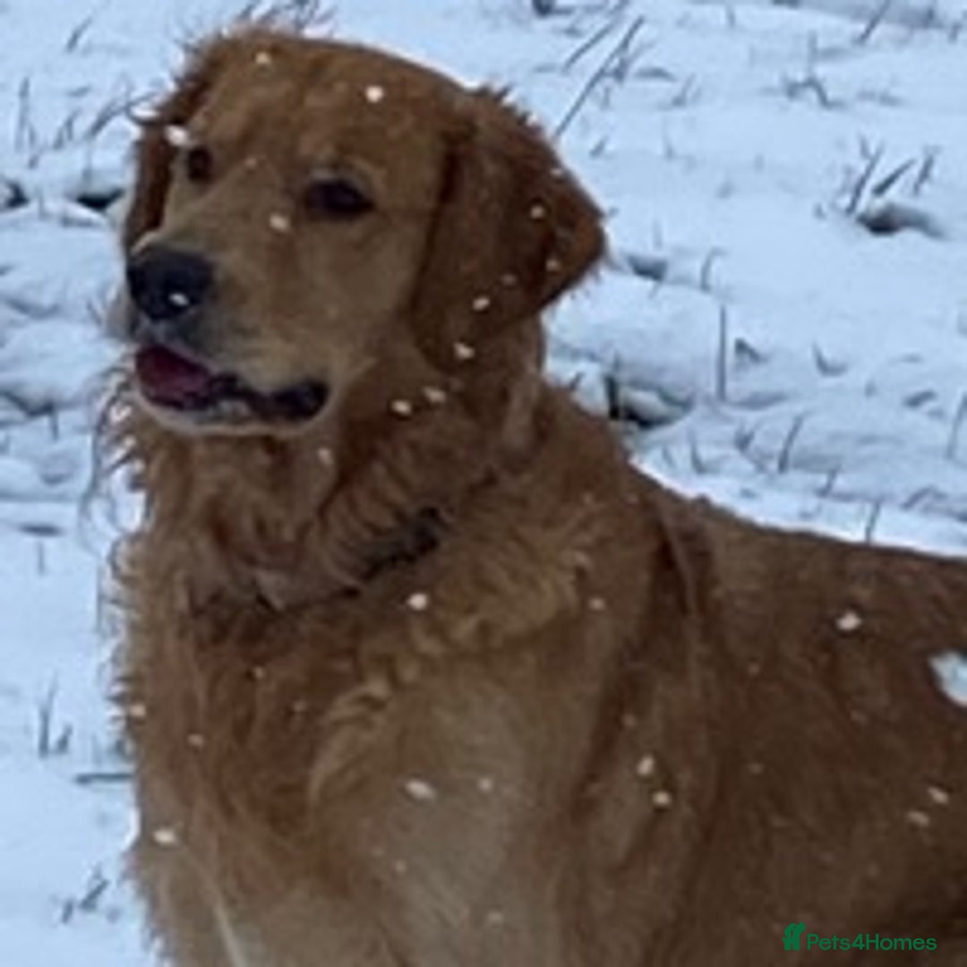 Golden Retriever dogs for stud: stunning golden retriever at stud (health tested) in Bury Saint Edmunds - Advert 7