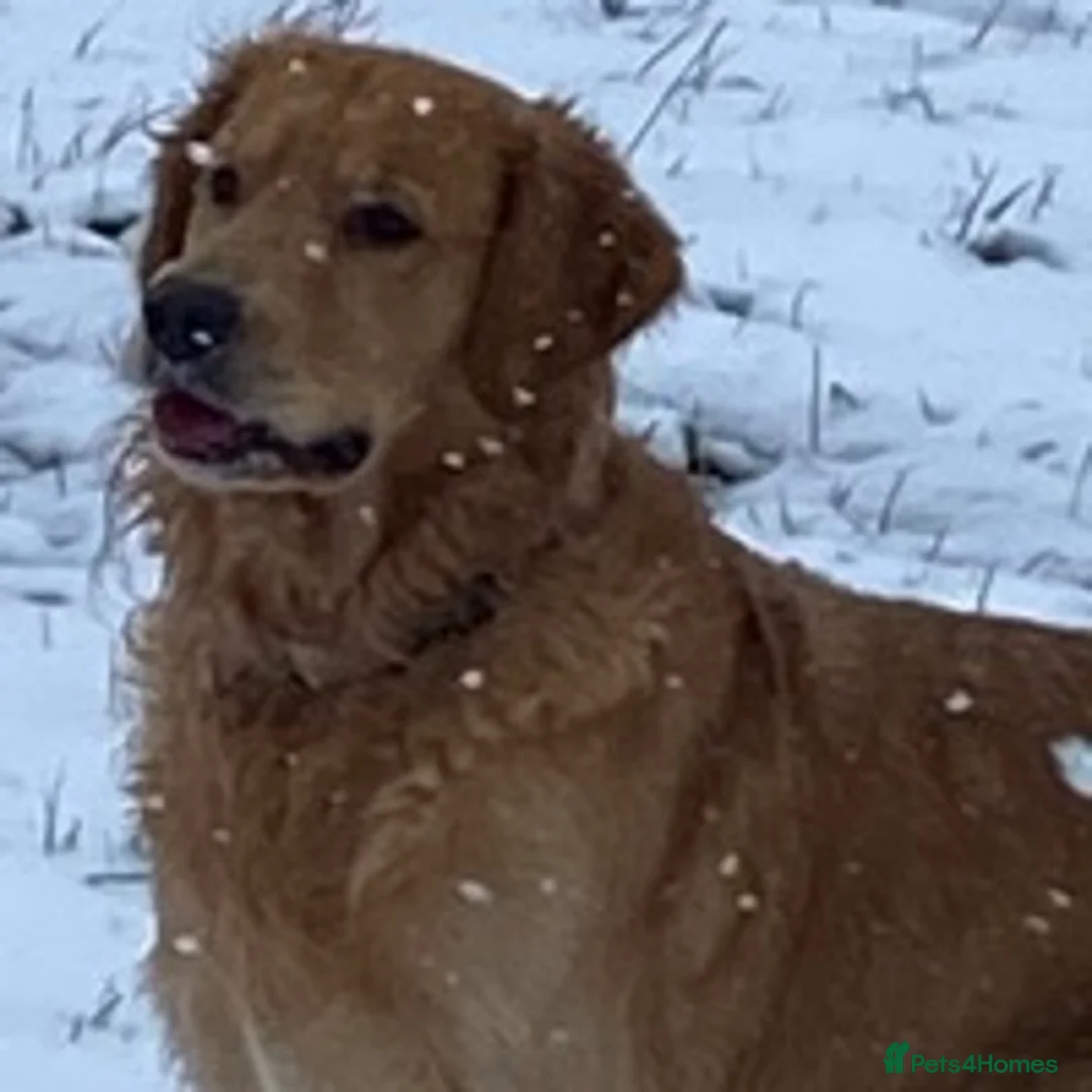 Golden Retriever dogs for stud: stunning golden retriever at stud (health tested) in Bury Saint Edmunds - Advert 7